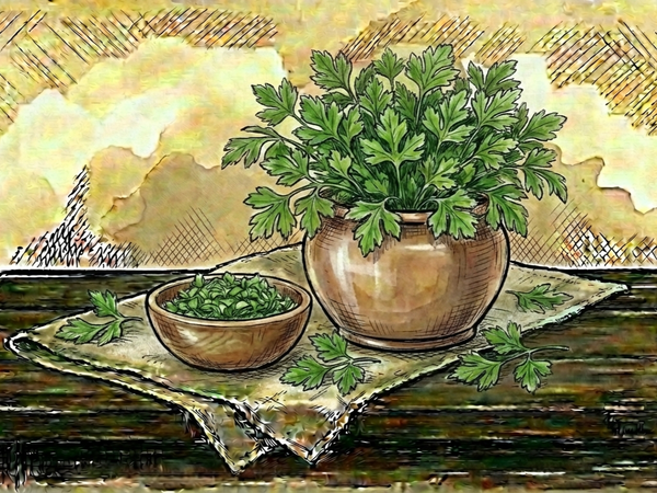 Flat-leaf Parsley