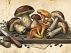 Forest Mushrooms