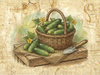 Ridge / Ground Cucumbers