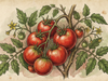 Tomatoes (Vine-Ripened)