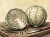 Young White Cabbage